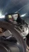 Ford Fiesta 2011-5