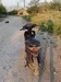 Honda Dio 2012-4