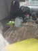 Ford Courier 1999-7