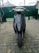 Honda Dio AF-34 2002-3