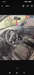 Skoda Fabia 2005-1