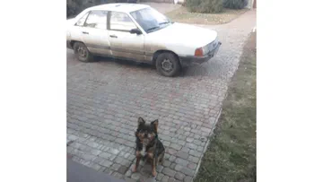 Audi 100 1985