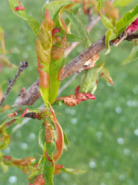 Skoda Fabia 2011 - 5