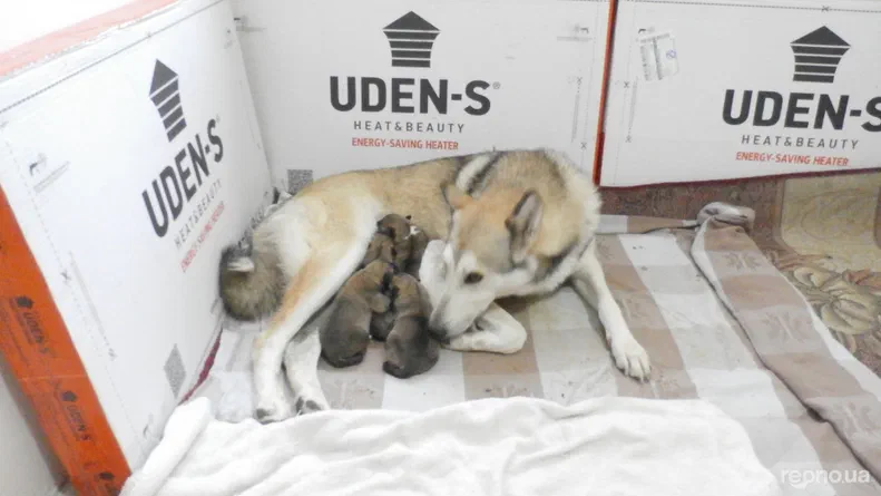 Renault Fluence 2010 - 22